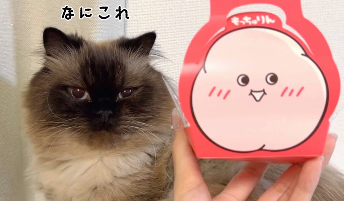 猫たちにもっちゅりん見せてみたら意外な反応だった😹【ヒマラヤン】