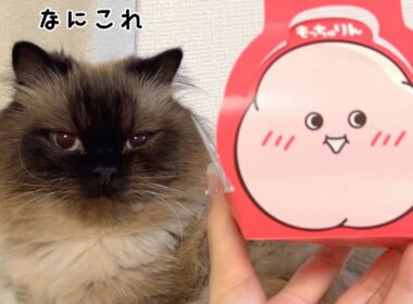 猫たちにもっちゅりん見せてみたら意外な反応だった😹【ヒマラヤン】