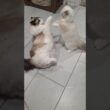 Eevee's like "absolutely not, little guy" #cat #kitten