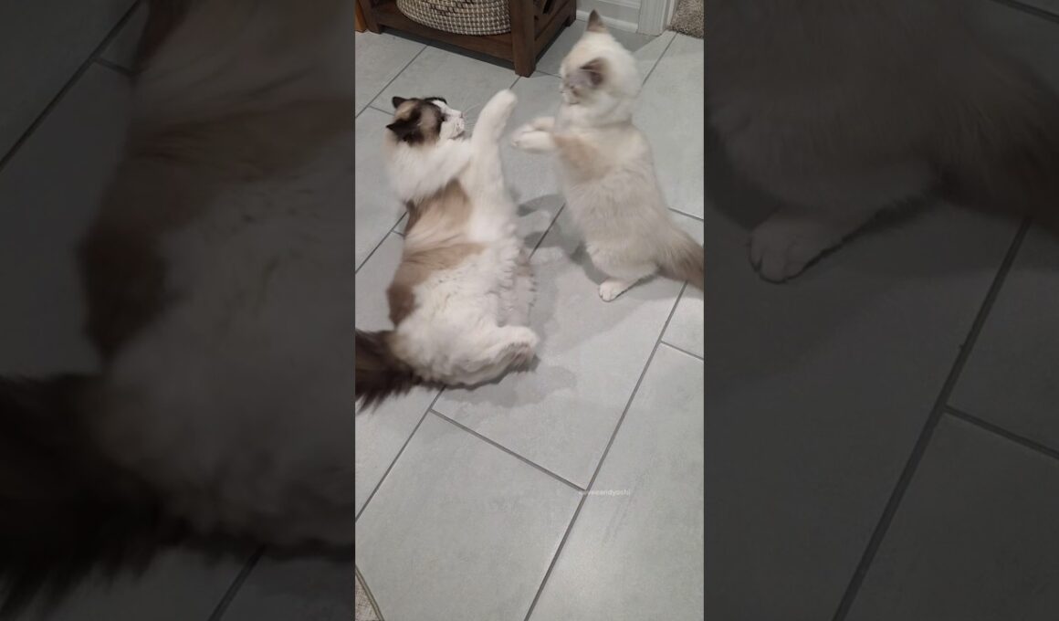 Eevee's like "absolutely not, little guy" #cat #kitten
