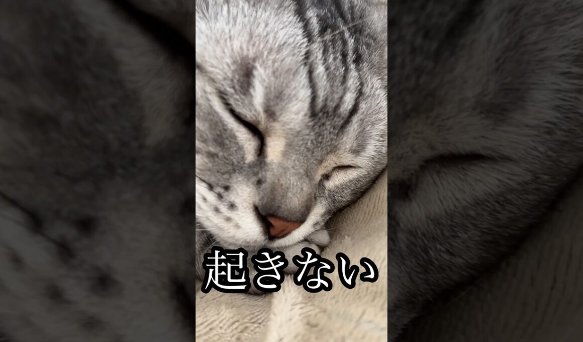 起きない 猫 昼寝中 cat アメショ たろう