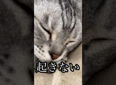起きない 猫 昼寝中 cat アメショ たろう
