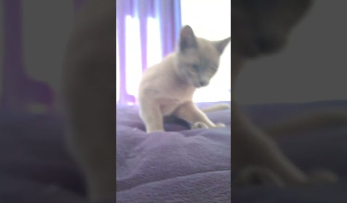 Cat Shocks 😲 ♥️ #cat #1milio #funny #pets #kitten #like #cute #lovelycat #kitty #kittencuddles
