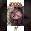 子猫を助けたら母猫が見せた反応