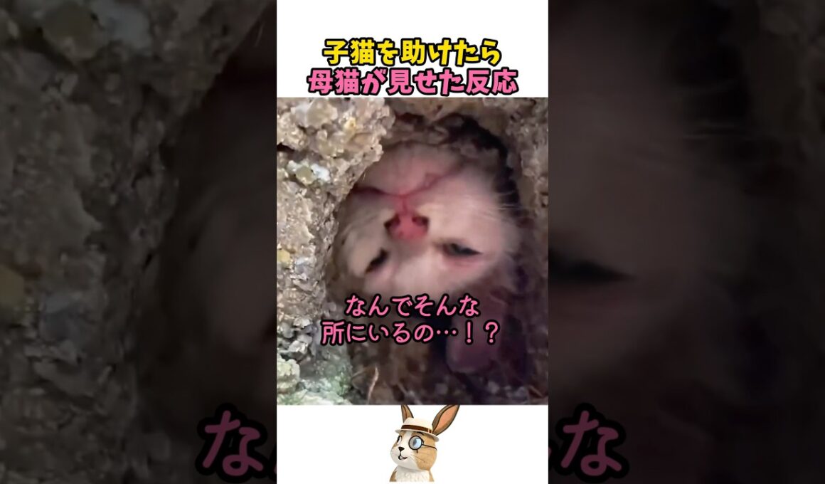 子猫を助けたら母猫が見せた反応