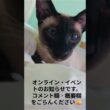 シャム猫イベントのお知らせBeautiful Siamese Kittens