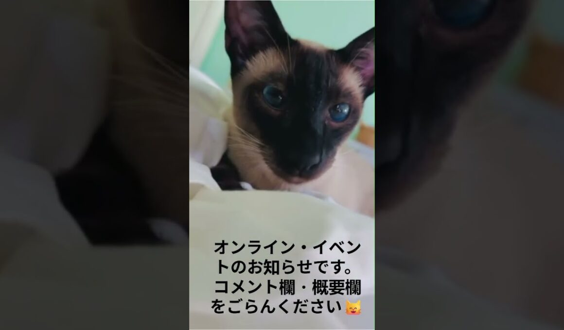 シャム猫イベントのお知らせBeautiful Siamese Kittens