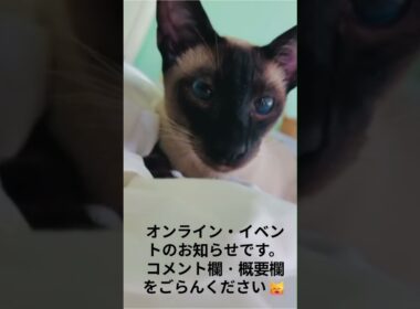 シャム猫イベントのお知らせBeautiful Siamese Kittens