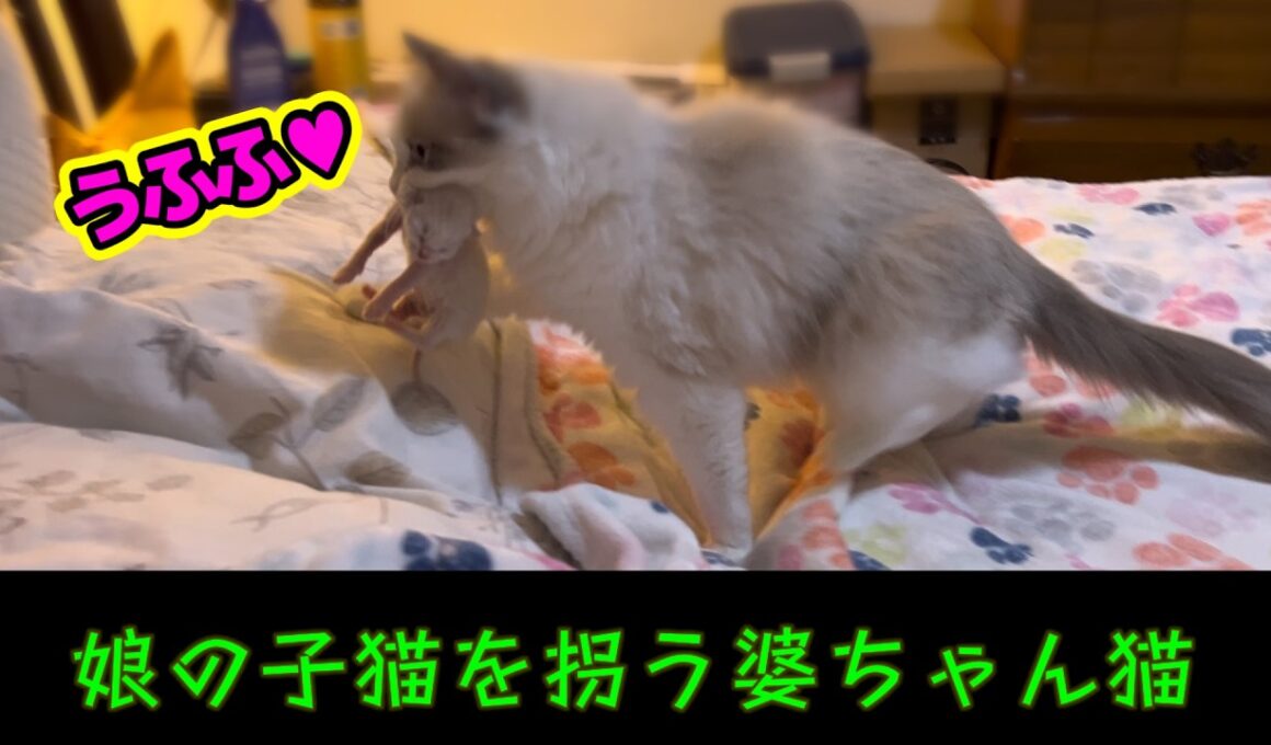 生後2日の子猫を咥えてコソコソする婆ちゃんがこちらですww 【🌙ルナと５つ子子猫物語】#ラグドール #子猫