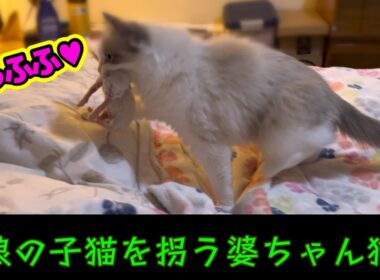 生後2日の子猫を咥えてコソコソする婆ちゃんがこちらですww 【🌙ルナと５つ子子猫物語】#ラグドール #子猫