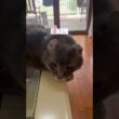 酔ってるの？ #ねこ動画 #アメリカンカール #cat