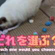 バーマン猫ラフ【どれを選ぶ？】Which one would you choose?（バーマン猫）Birman/Cat