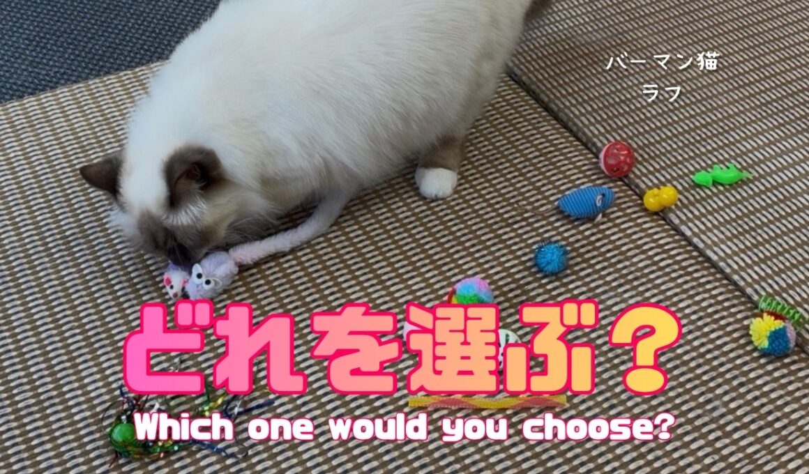 バーマン猫ラフ【どれを選ぶ？】Which one would you choose?（バーマン猫）Birman/Cat