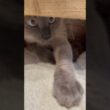 とりあえず秘密基地する猫 #猫 #cat #しゃむねこ #シャム猫 #ねこ #猫のいる暮らし