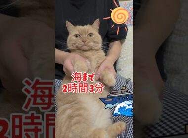 【TikTokトレンド2時間3分】踊ってみたマンチカン#shorts #猫 #ねこ #cat