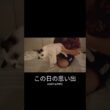 動かされてるのに、動かざるもの🐑 #shorts #子猫 #猫 #ラグドール #甘えん坊猫 #猫のいる暮らし