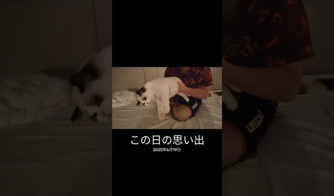 動かされてるのに、動かざるもの🐑 #shorts #子猫 #猫 #ラグドール #甘えん坊猫 #猫のいる暮らし