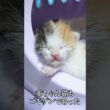 🐱赤ちゃん猫、ホカホカでゴキケン   #cat #kitten #猫 #子猫 #ねこ #こねこ #shorts  #猫のいる暮らし