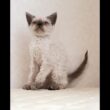 セルカークレックス子猫　Selkirk Rex　2026.3.31産まれ　　シールポイント　巻き毛　男の子　シーダキャット猫のお店