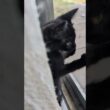 外が気になり眺める子猫[猫short]