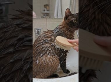 Soot-Stained Havana Brown Cat Moment