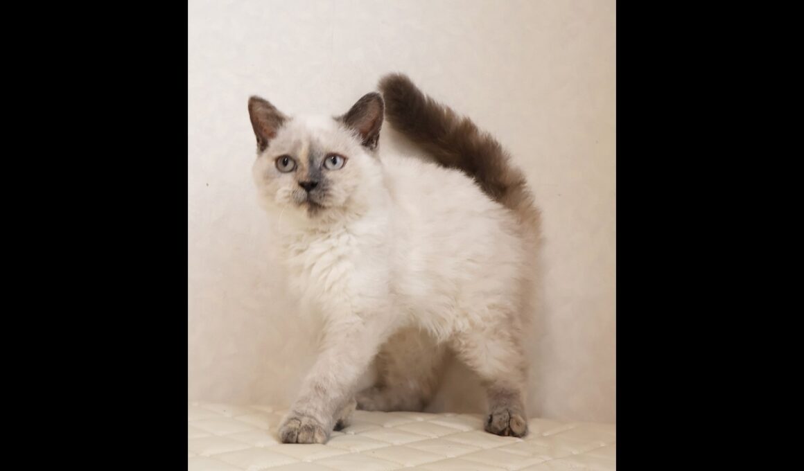 セルカークレックス子猫　Selkirk Rex　2025.12.16産まれ　　ブルーポイント　巻き毛　女の子　シーダキャット猫のお店
