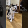 ヘッドロック猫 #shorts
