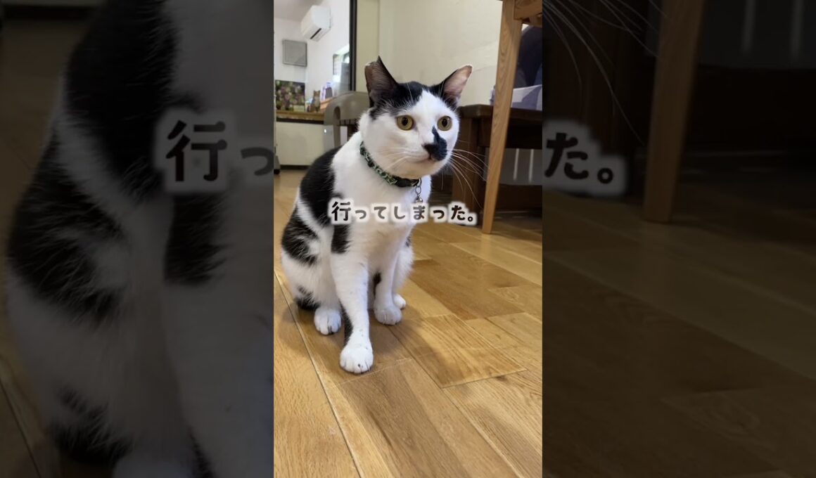 ヘッドロック猫 #shorts