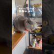 大型鳥類現るのつむやま〜【シャルトリューつむやまの初めての本格的な敵日記】 #猫 #ねこ #chartreux #ネコ #シャルトリュー #cat #ハト