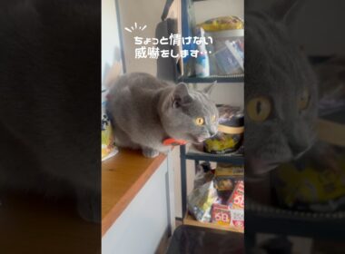 大型鳥類現るのつむやま〜【シャルトリューつむやまの初めての本格的な敵日記】 #猫 #ねこ #chartreux #ネコ #シャルトリュー #cat #ハト