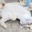 シャム猫がゴロンと転がって「もっとモフって！」と要求してきた