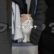 猫がクローゼットに入りたがる本当の理由が可愛過ぎました😂【スコティッシュフォールド】