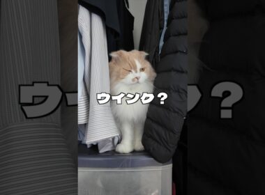 猫がクローゼットに入りたがる本当の理由が可愛過ぎました😂【スコティッシュフォールド】