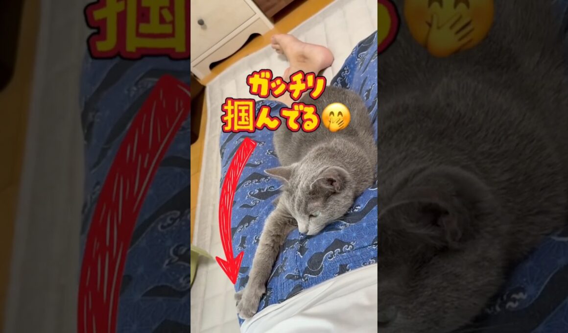 パパの お腹に張り付く猫❤️#父の日 #猫 #ロシアンブルー #catshorts #shorts