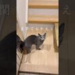「おかえり」と迎えてくれるロシアンブルー #shorts #猫 #ねこ  #cat #ロシアンブルー #猫のいる暮らし #ネコ