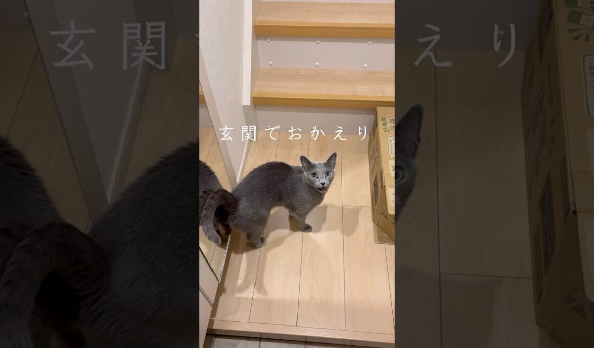 「おかえり」と迎えてくれるロシアンブルー #shorts #猫 #ねこ  #cat #ロシアンブルー #猫のいる暮らし #ネコ