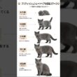 ブリティッシュショートヘアの成長のステージ #シャム猫 #猫 #猫好き #猫のいる暮らし #fyp