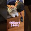 夜帰ってきた少年を迎えてくれる大型猫#shorts
