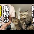 日本一早い早朝4時半からオープンの猫カフェ！
