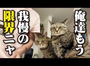 日本一早い早朝4時半からオープンの猫カフェ！