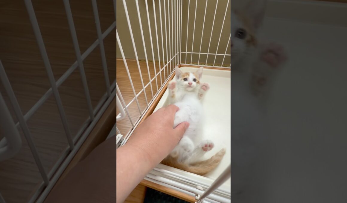 保護した子猫 無事に48時間の壁を突破　#子猫 #元野良猫 #猫 #保護猫 #頑張った