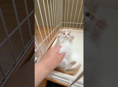 保護した子猫 無事に48時間の壁を突破　#子猫 #元野良猫 #猫 #保護猫 #頑張った