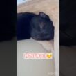 かくれんぼ黒猫ボンベイ　#cat #ねこ #ねこのいる暮らし #ねこのいる生活 #ねこ動画 #猫 #猫好きさんと繋がりたい #かわいい #癒やし #甘えん坊