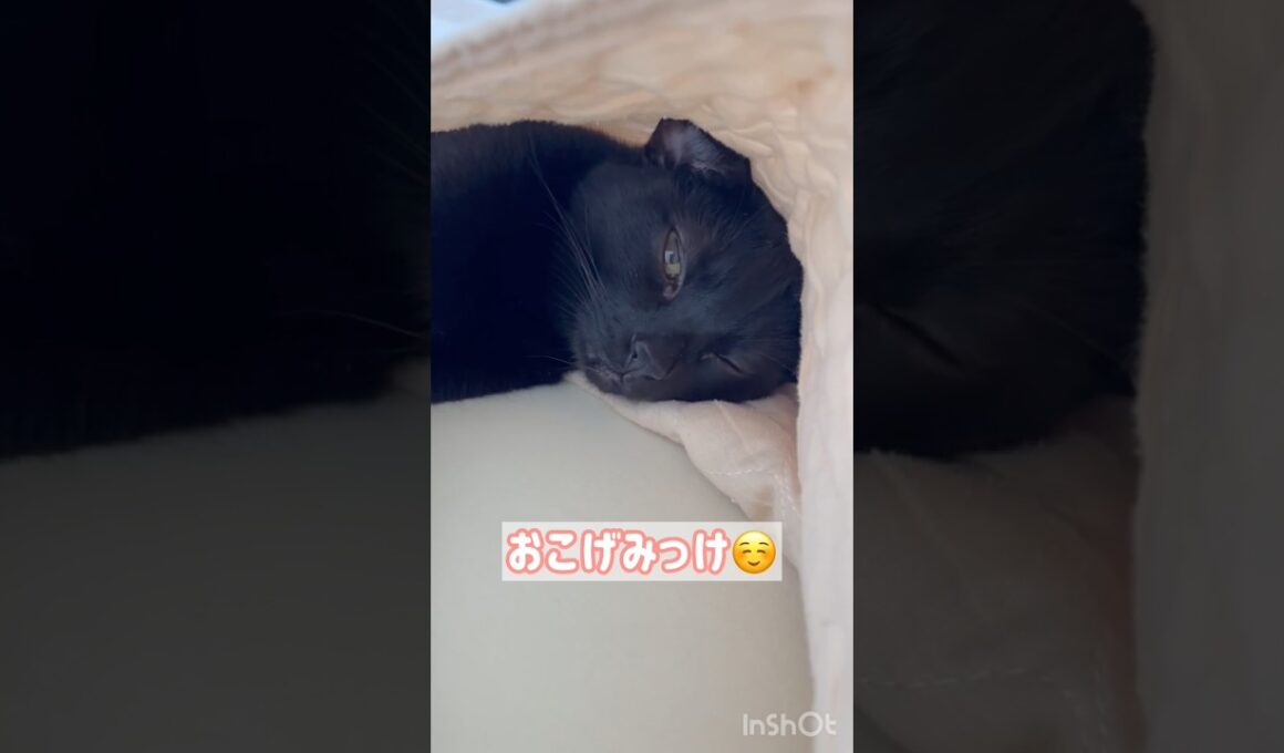 かくれんぼ黒猫ボンベイ　#cat #ねこ #ねこのいる暮らし #ねこのいる生活 #ねこ動画 #猫 #猫好きさんと繋がりたい #かわいい #癒やし #甘えん坊