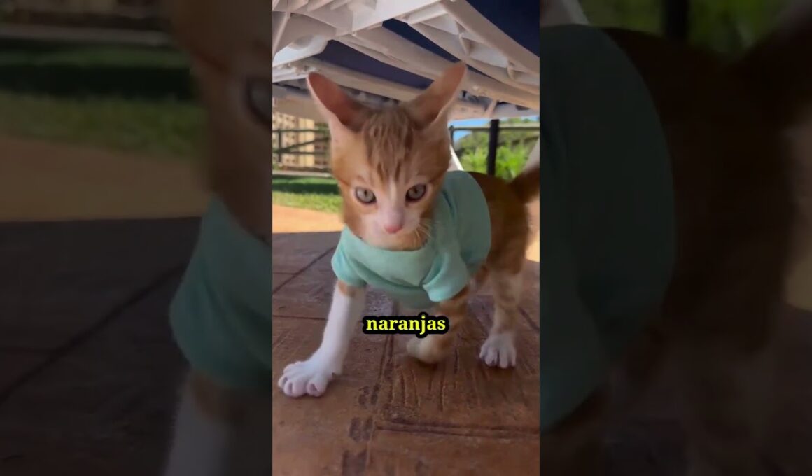 ¿Qué tienen de ESPECIAL los GATOS NARANJAS? El SECRETO que los hace ÚNICOS  #gatos #shorts