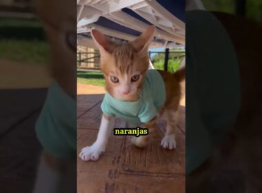 ¿Qué tienen de ESPECIAL los GATOS NARANJAS? El SECRETO que los hace ÚNICOS  #gatos #shorts