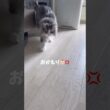 寝起きは機嫌悪くて喋ってくれない #ノルウェージャンフォレストキャット #cat #大型猫 #おしゃべり猫 #猫とおしゃべり
