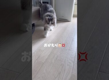 寝起きは機嫌悪くて喋ってくれない #ノルウェージャンフォレストキャット #cat #大型猫 #おしゃべり猫 #猫とおしゃべり