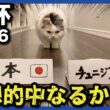 【W杯】日本対チュニジア戦の勝敗を猫たちが予想してみた！