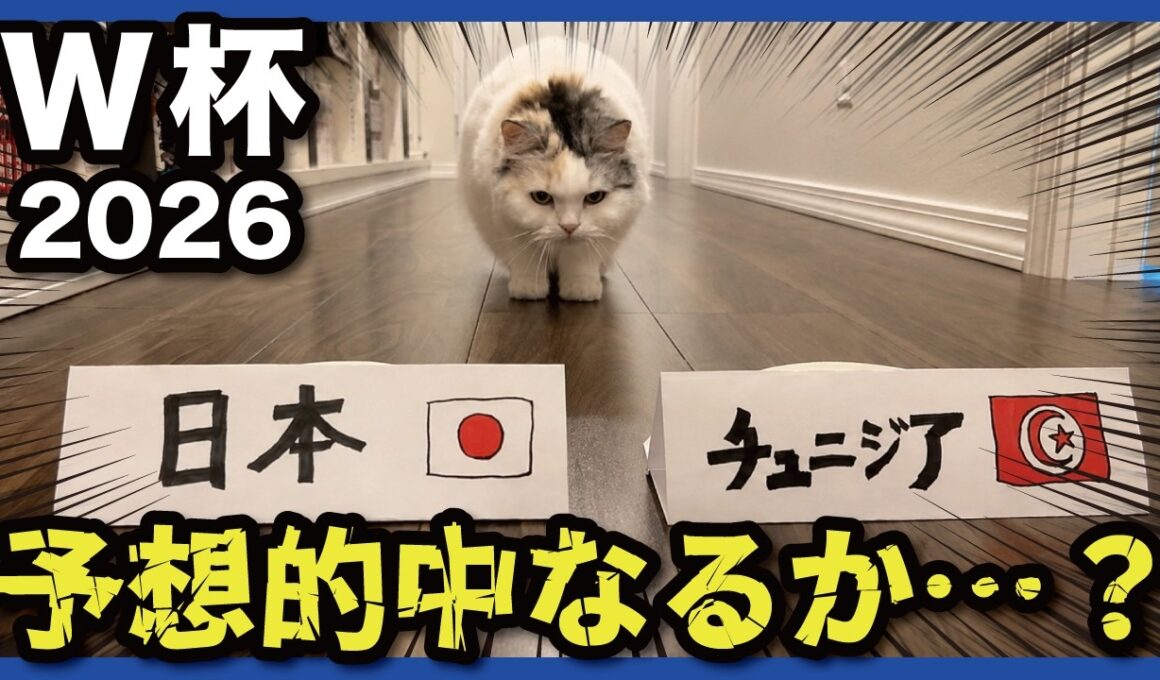 【W杯】日本対チュニジア戦の勝敗を猫たちが予想してみた！